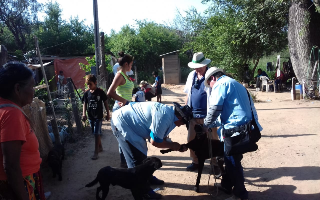 Detectan primeros casos de leishmaniasis canina, en el Chaco