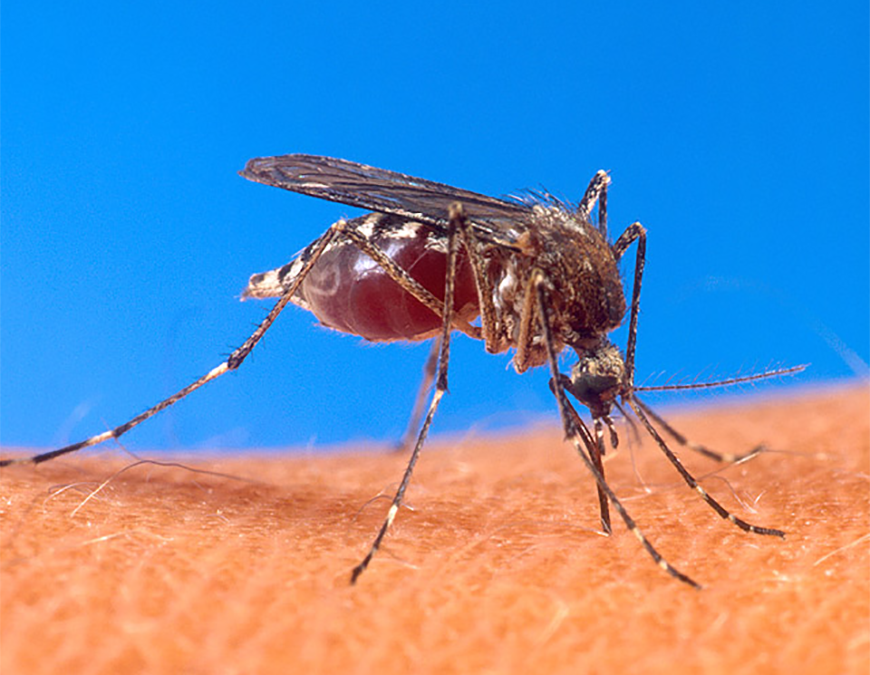 Epidemia de dengue podría llegar a ser cinco veces más grande