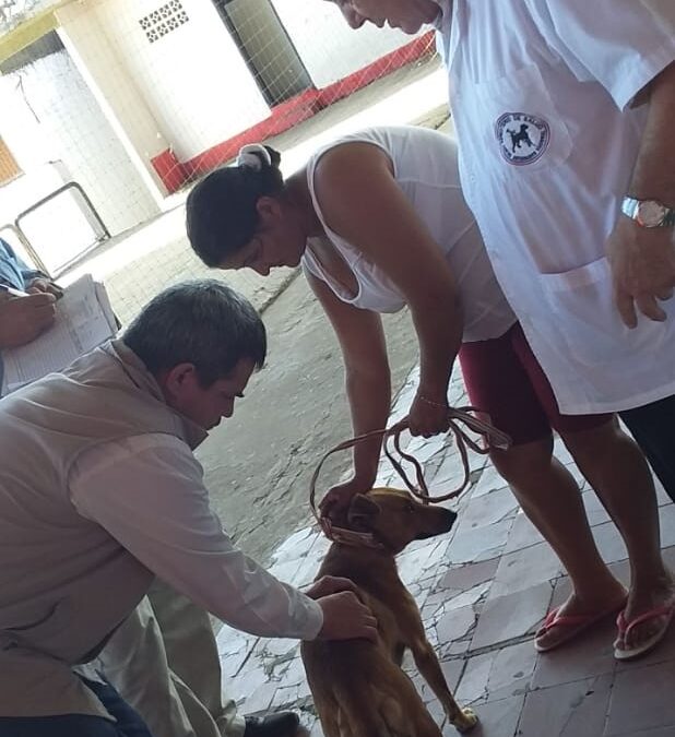 Mascotas de familias inundadas reciben protección contra la rabia