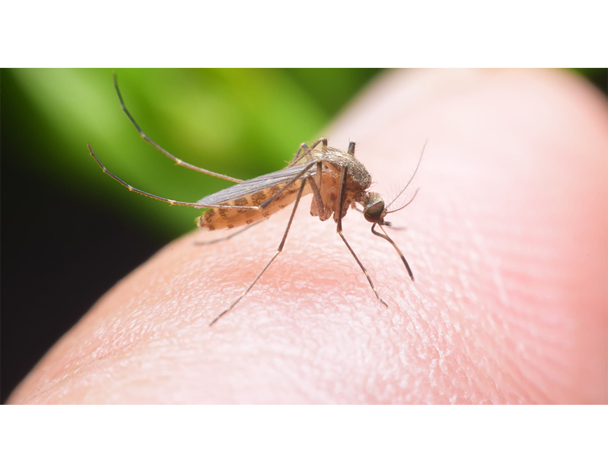 Mayaro: otro virus circulante en la región transmitido por mosquitos