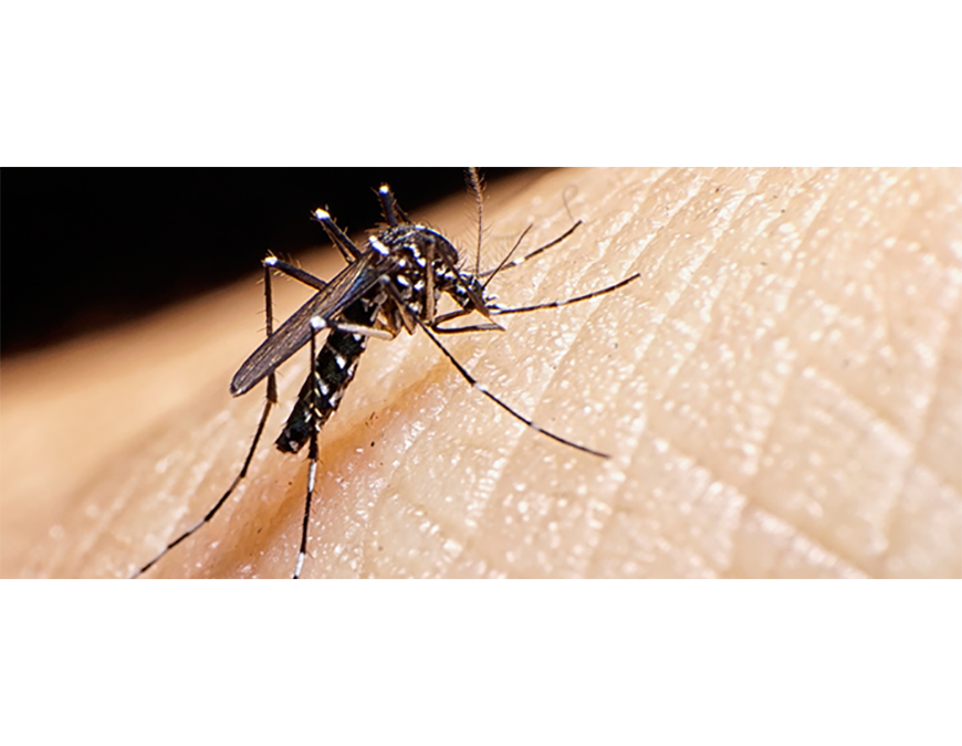 Que el mosquito no se hospede en tu casa, elimina los criaderos