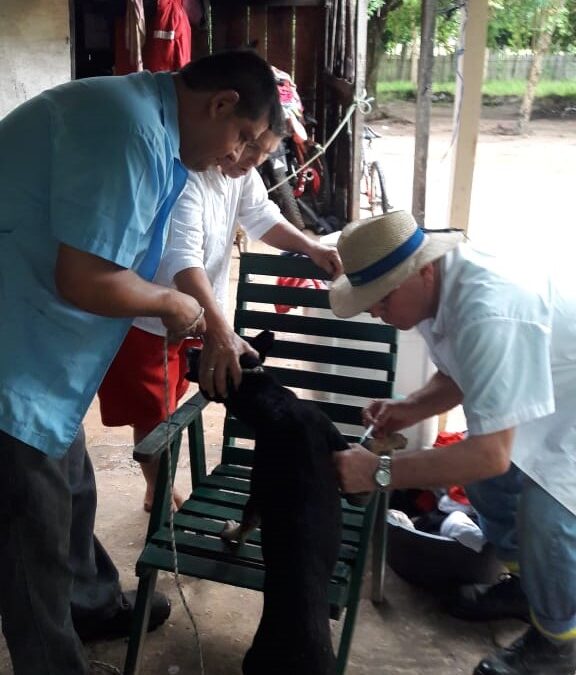 Reportan casos de leishmaniasis en el noreste del país
