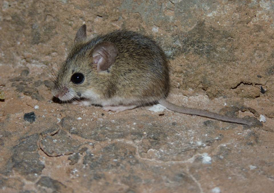 Salud Pública intensifica acciones en torno al caso sospechoso de hantavirus