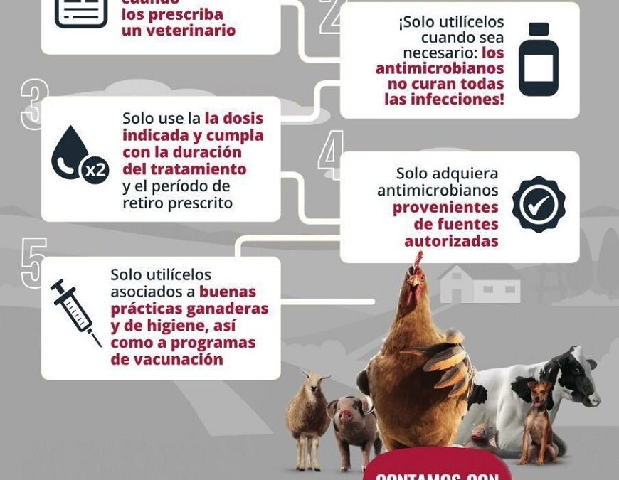 Uso correcto de antibióticos impacta en la seguridad alimentaria humana y animal