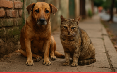 Ciudadanía comprometida: juntos por el cuidado de animales en situación de calle