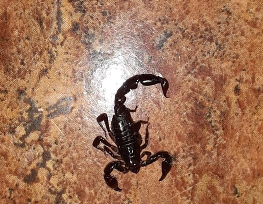 ¡Cuidado con el alacrán! Salud recomienda precaución para evitar picaduras