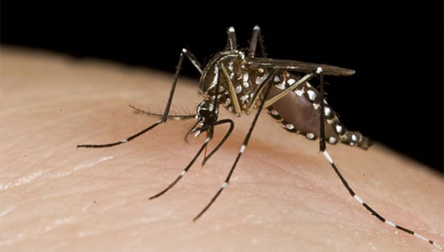 Dengue avanza y ya suman más de 9.900 los afectados este año