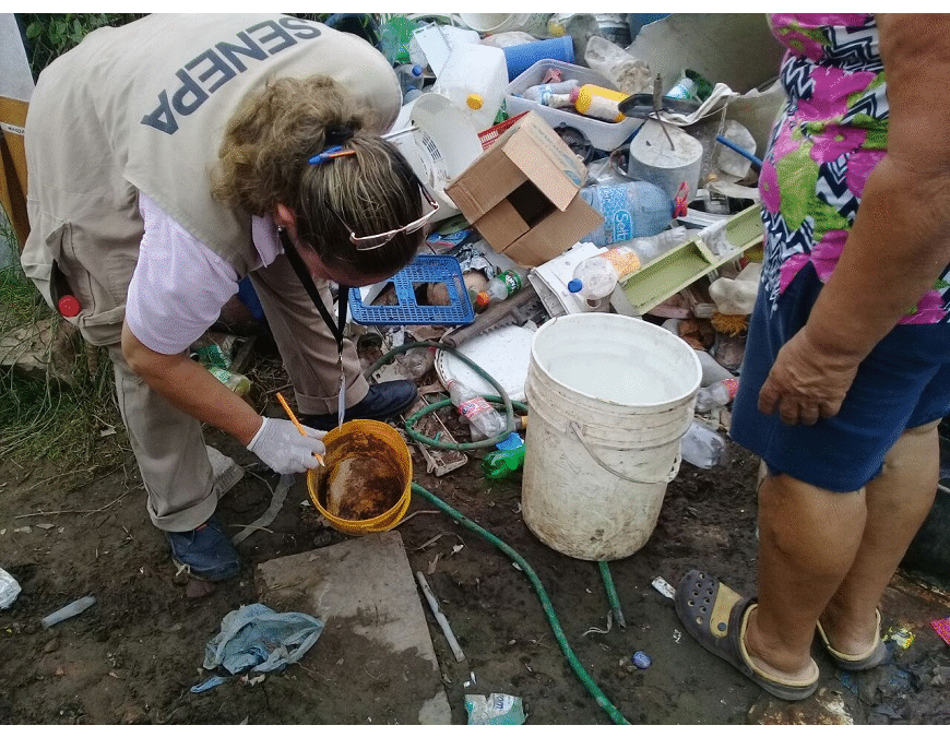 «Seguimos encontrando criaderos en las casas»