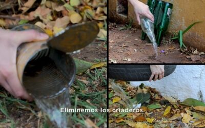 Día internacional de lucha contra el dengue