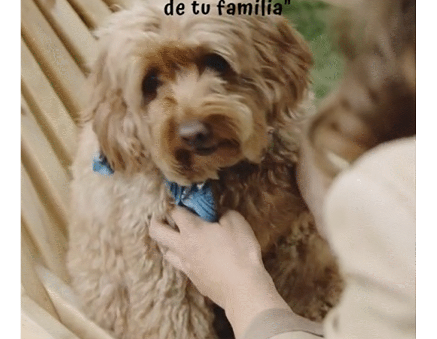 Campaña contra leishmaniosis: más de 3 mil perros testados, el 91% dio negativo a la enfermedad