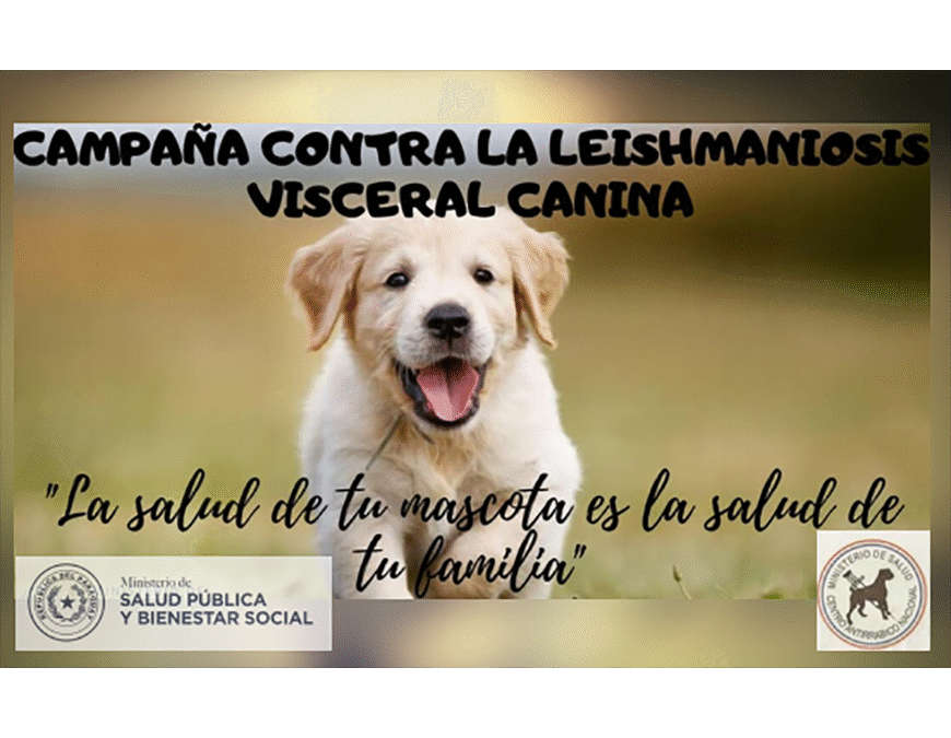 Campaña contra leishmaniosis visceral: convocan a veterinarios del privado a adherirse a la causa