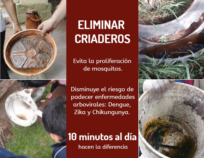 Dengue: eliminación de criaderos debe ser una constante pese a la aparente calma