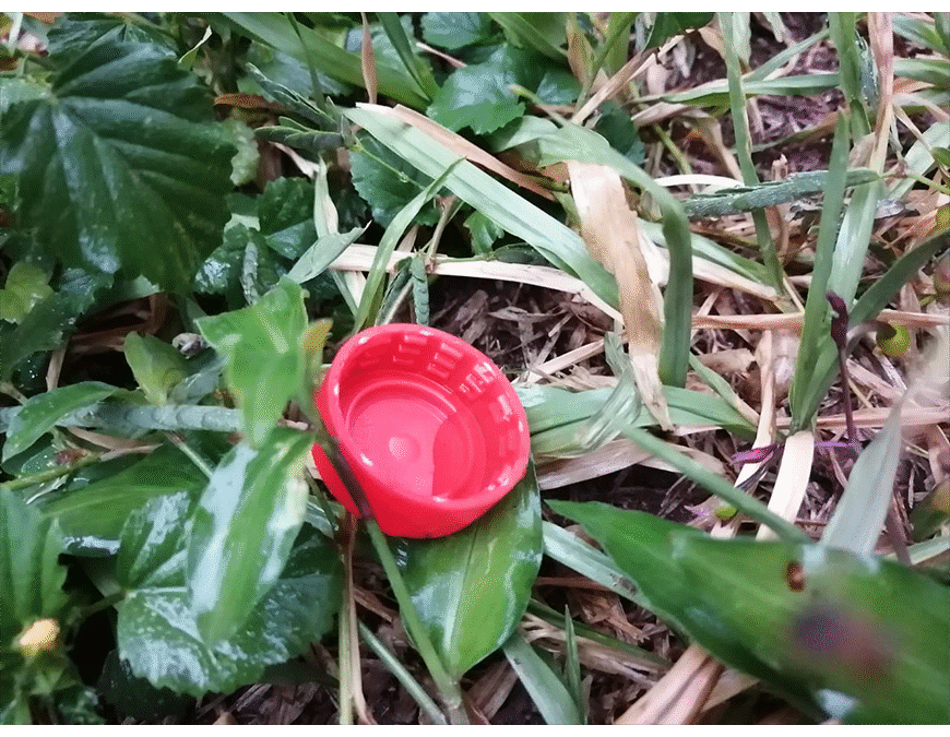 Dengue en aumento: la eliminación de criaderos debe ser una acción diaria, todo el año