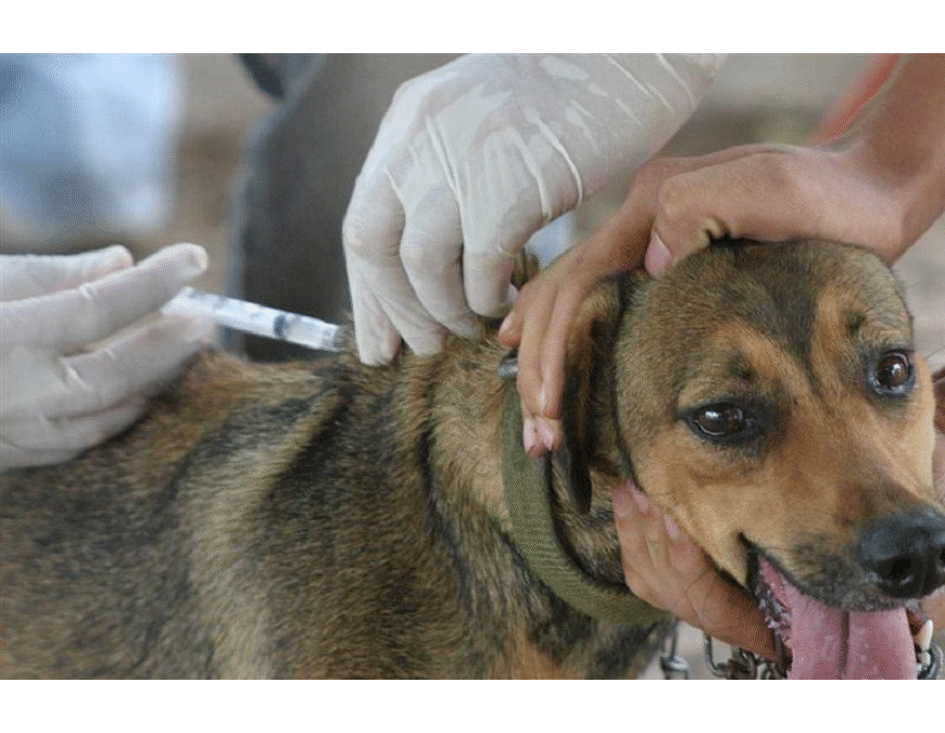 Este sábado, vacunación antirrábica y desparasitación gratuita para mascotas