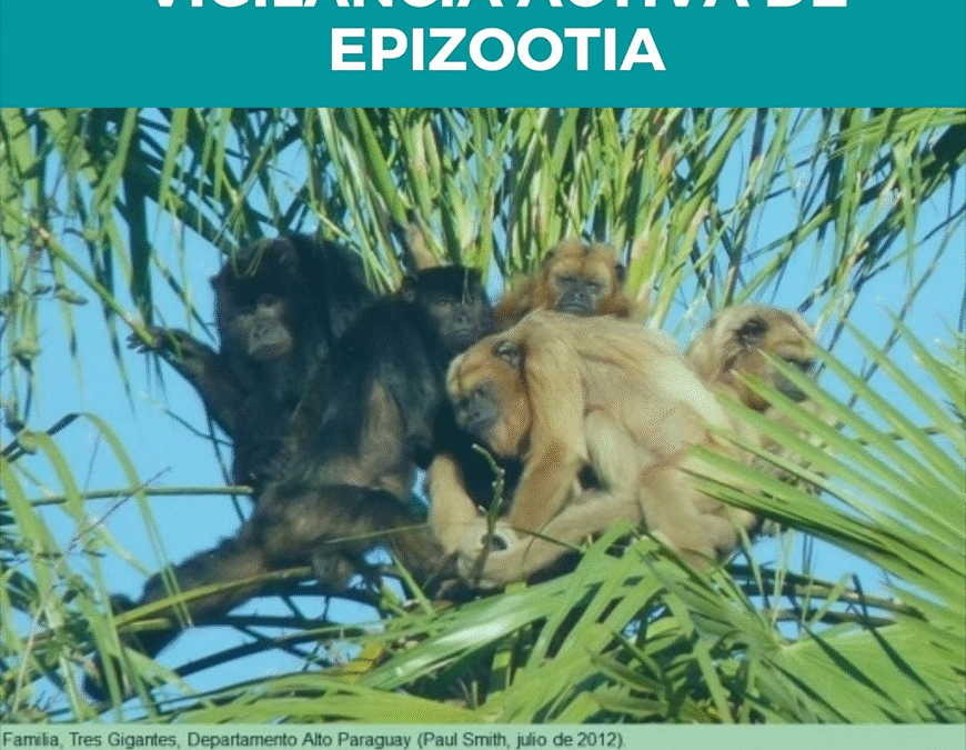 Paraguay en riesgo por fiebre amarilla ante casos registrados en Brasil