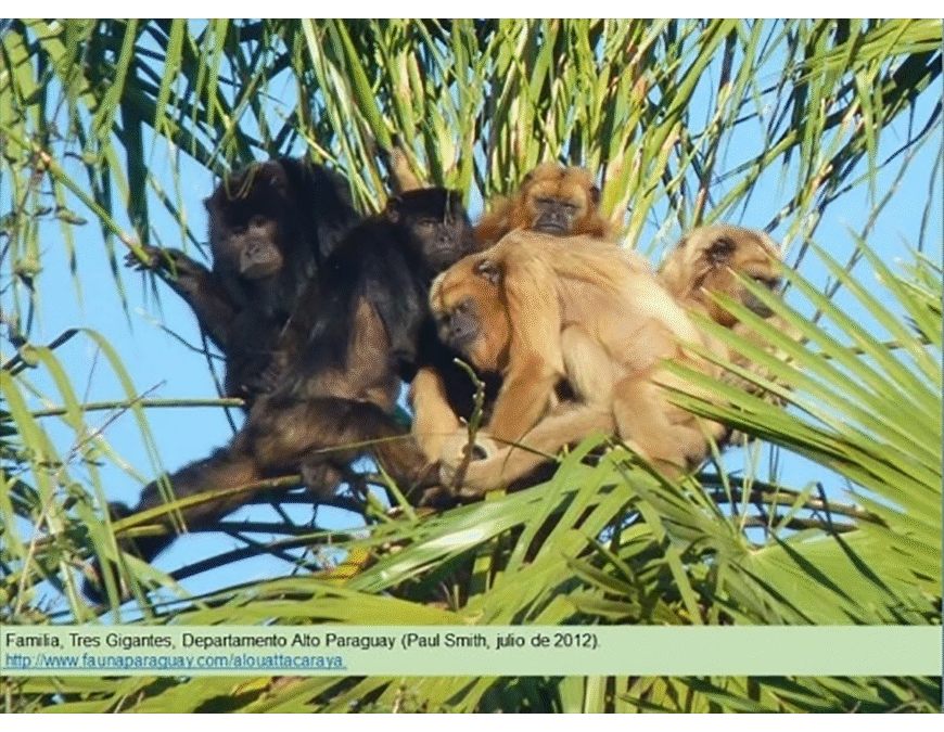 Si encuentra un mono muerto o enfermo, ¡no lo toque!