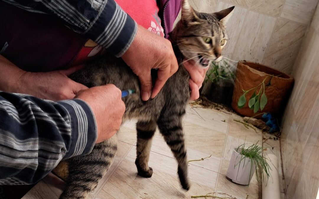 Avanzan jornadas de vacunación antirrábica en Central