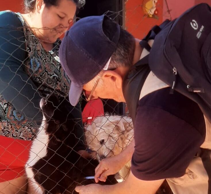 Operativo Caacupé: más de 340 mascotas vacunadas contra la rabia