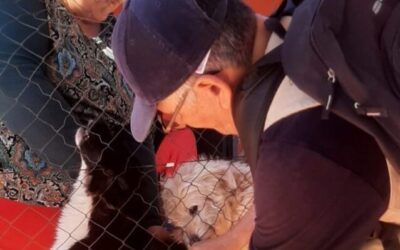 Operativo Caacupé: más de 340 mascotas vacunadas contra la rabia