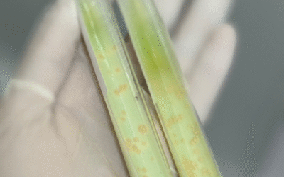 Votá por tu foto favorita del Concurso de Fotografía de la Muestra Nacional de Epidemiología