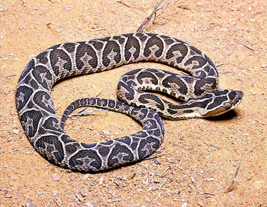 Se reportaron 96 accidentes ofídicos este año