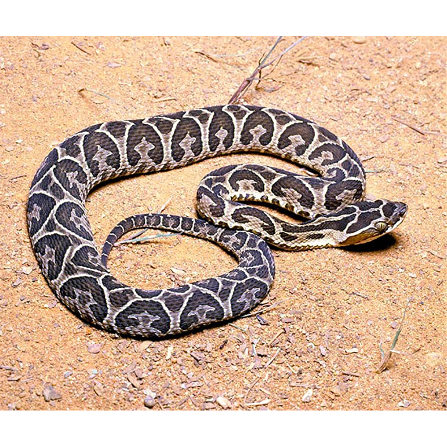 Se reportaron 96 accidentes ofídicos este año – 18-09-2020