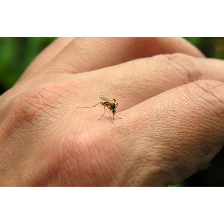 Incremento de notificaciones pone fin a etapa interepidémica, inicia nuevo periodo de dengue – 27-11-2020