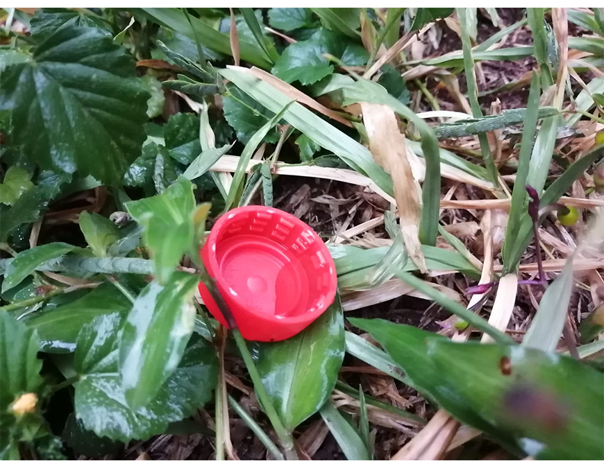 Notificaciones de dengue en aumento ¡A eliminar los criaderos!