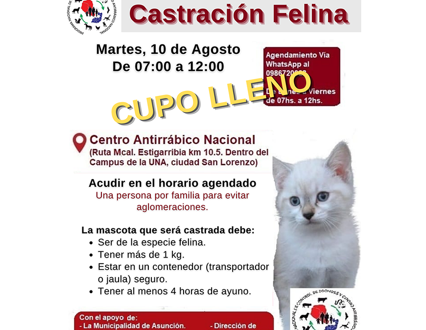 Castración gratuita de felinos, este martes