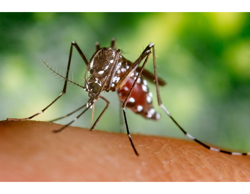 Dengue: Notificaciones de cuadros sospechosos ascienden a 109 por semana