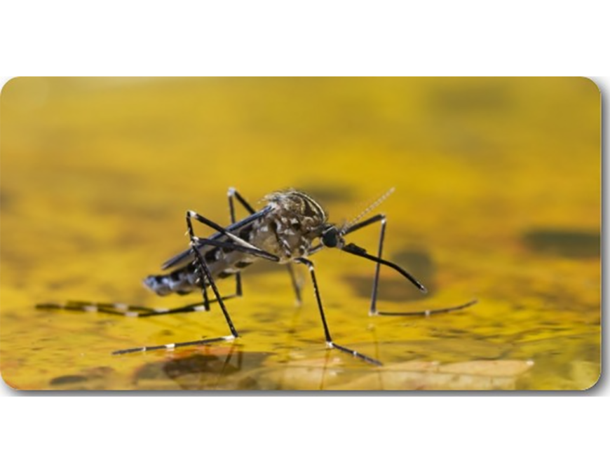 Doce años sin fiebre amarilla, pero la amenaza sigue latente