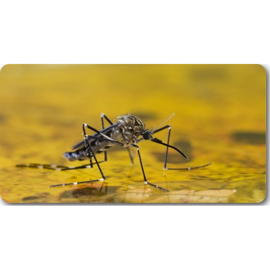 Doce años sin fiebre amarilla, pero la amenaza sigue latente – 05-02-2021