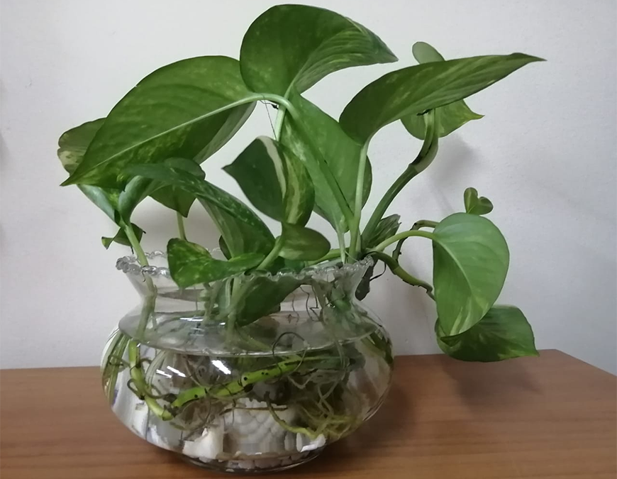 Notificaciones aumentan a la par que criaderos