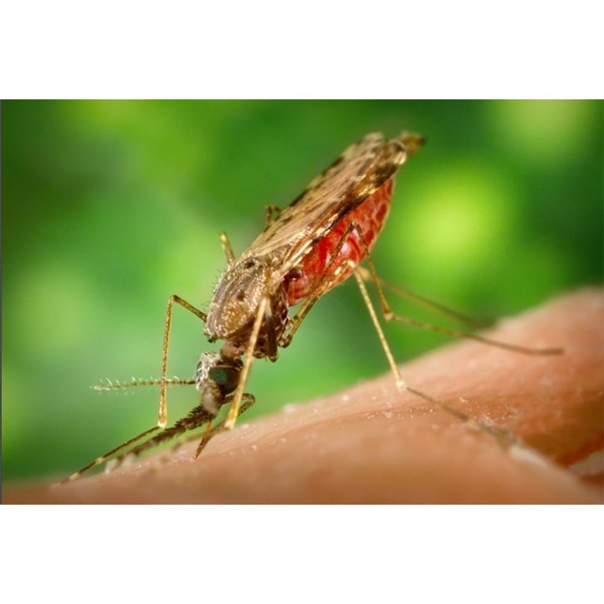 Paludismo cero es la meta en las Américas – 05-11-2021