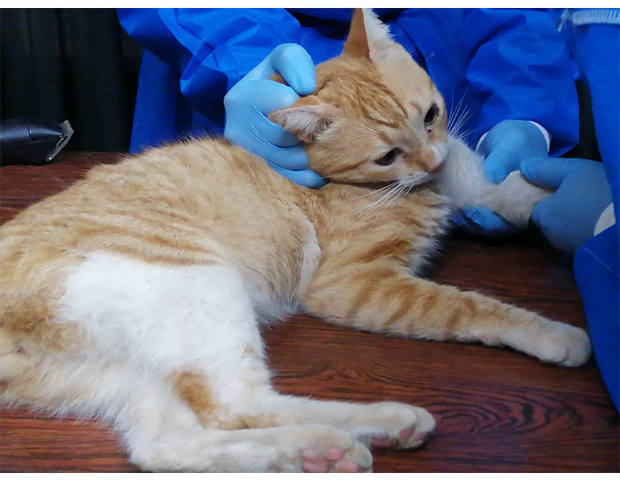 ¿Por qué se recomienda la castración felina?