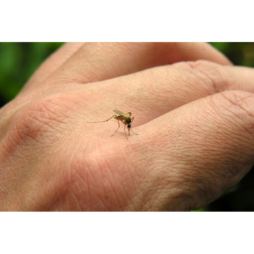 Puerto Casado con importante cifra de notificaciones de dengue – 30-12-2020