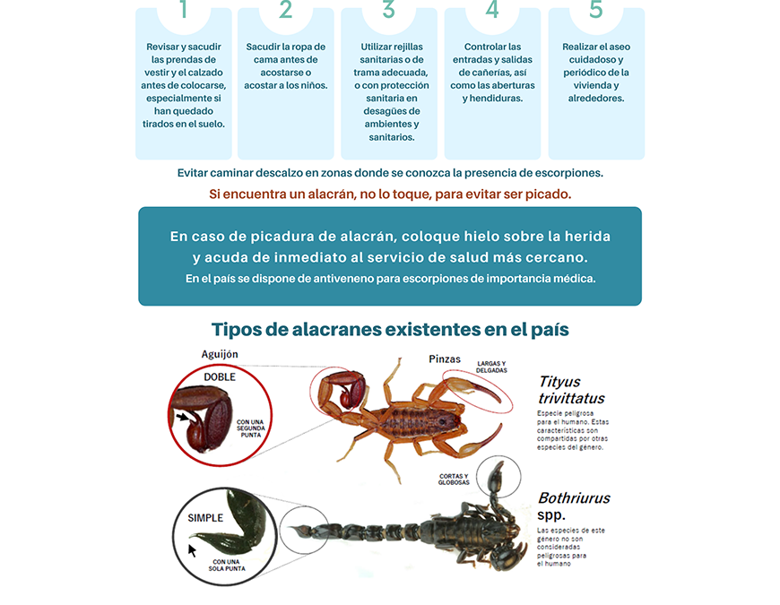 Qué hacer ante la aparición de alacrán y cómo actuar ante una picadura