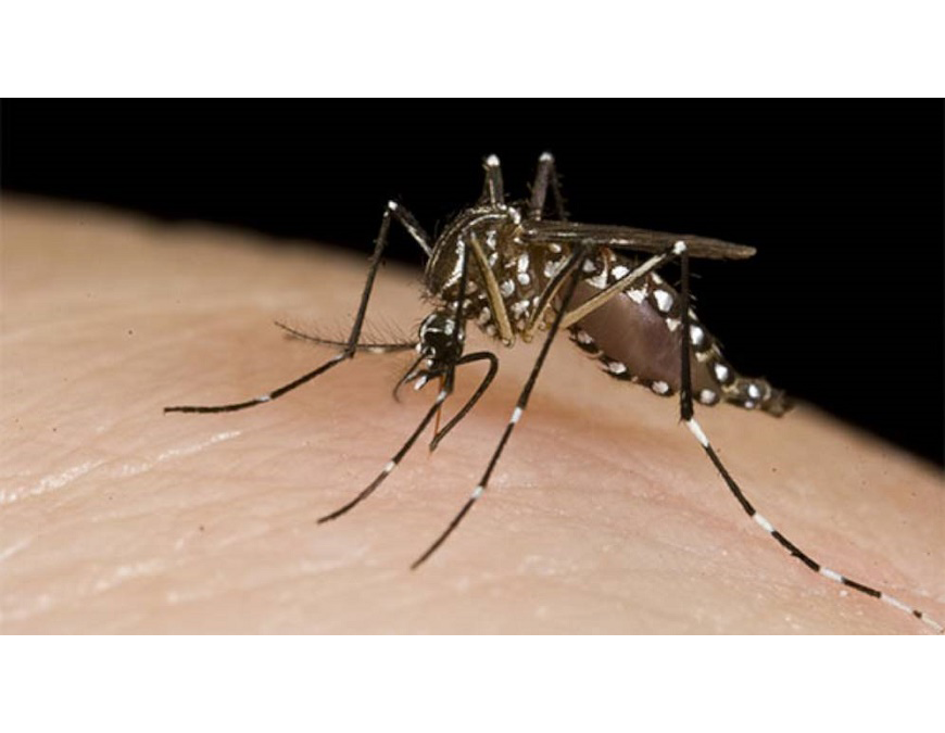 Se confirma el primer fallecido por dengue