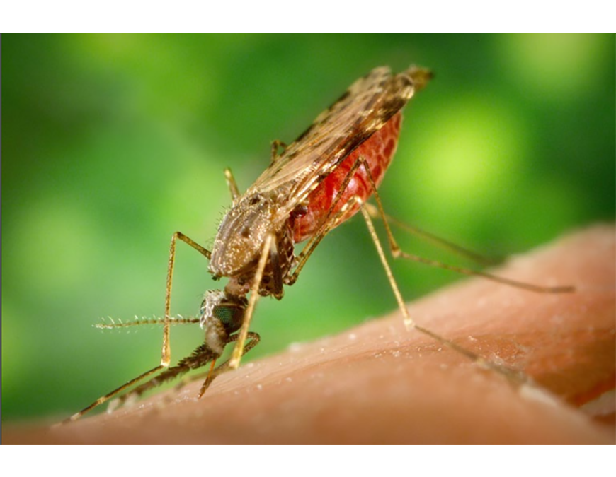 Sin malaria ni fiebre amarilla