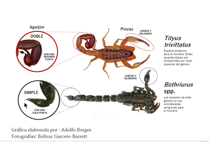 Temporada de alacranes: sepa cómo actuar si encuentra uno en casa