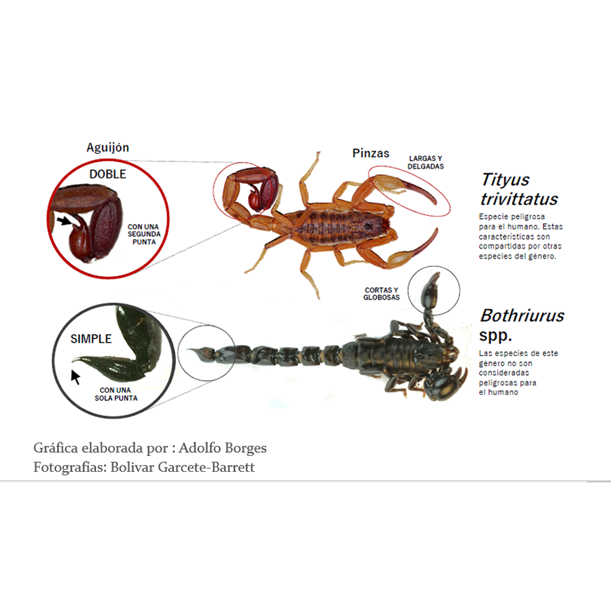 Temporada de alacranes sepa cómo actuar si encuentra uno en casa – 23-12-2020