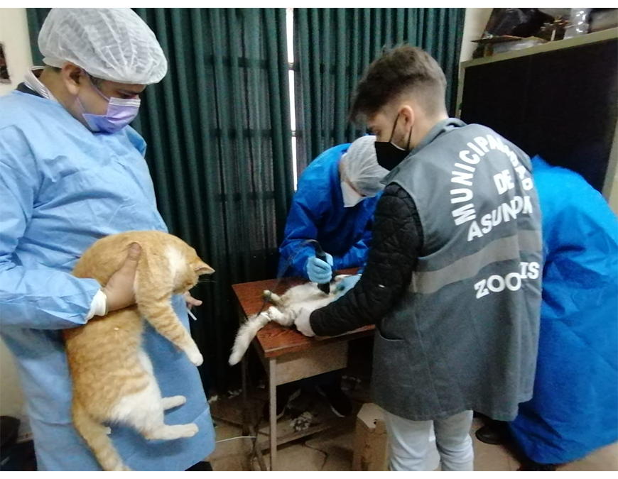 Veterinarios celebran su día asistiendo a un centenar de felinos en jornada de castración