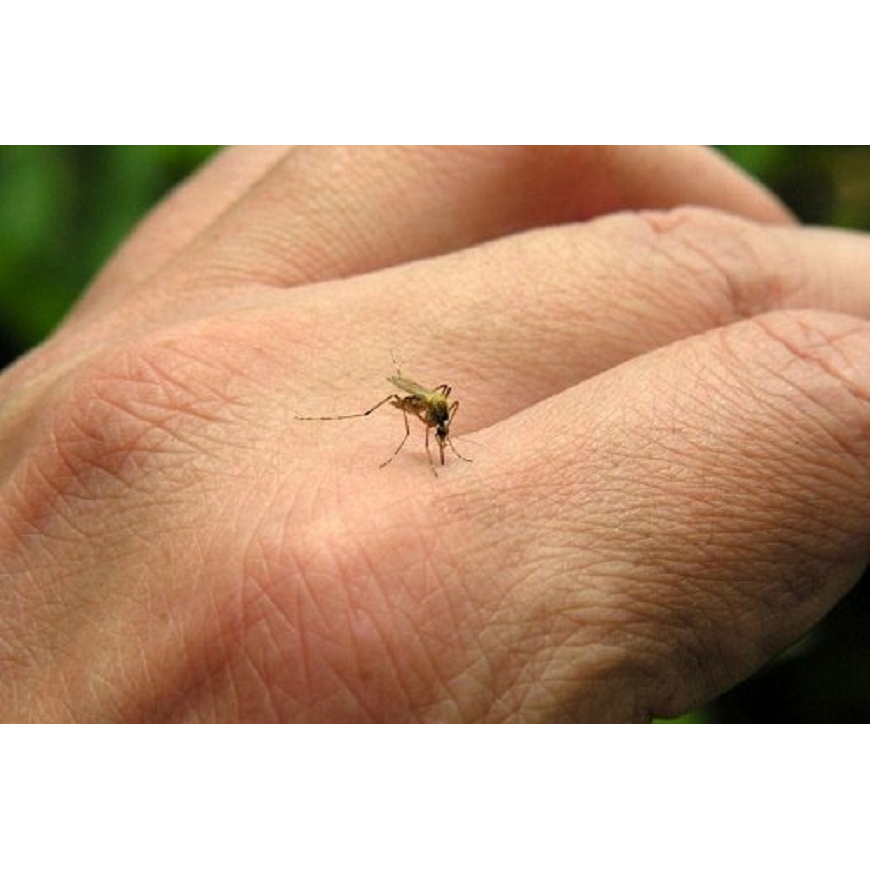 Aumento progresivo de casos de dengue y chikungunya – 06-05-2022