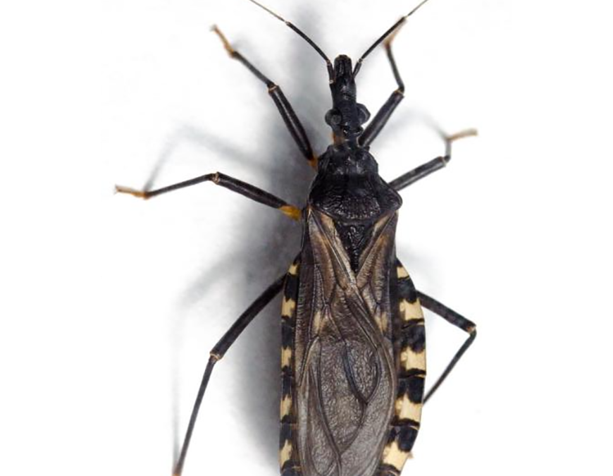 Chagas, enfermedad parasitaria potencialmente mortal si no se detecta y trata a tiempo