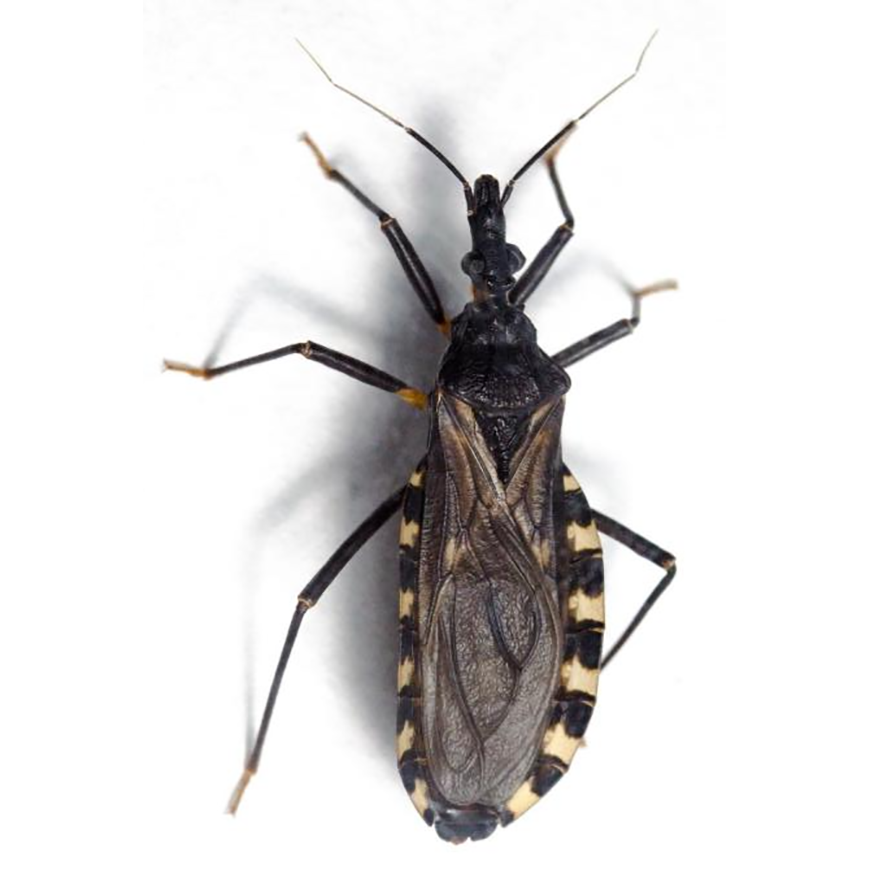 Chagas, enfermedad parasitaria potencialmente mortal si no se detecta y trata a tiempo – 04-04-2022