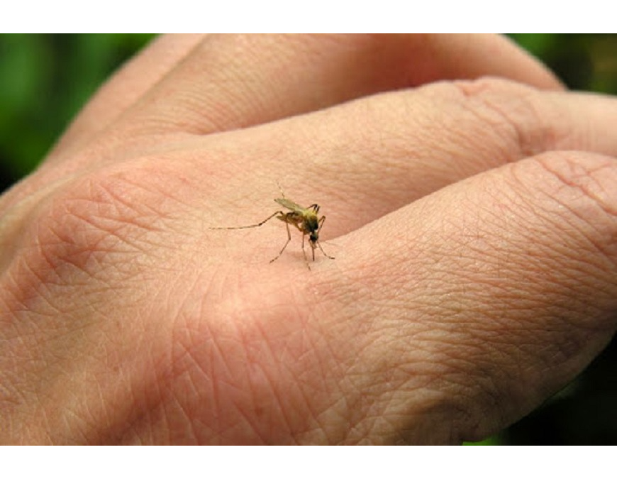 Dengue: con notificaciones estables en las últimas semanas