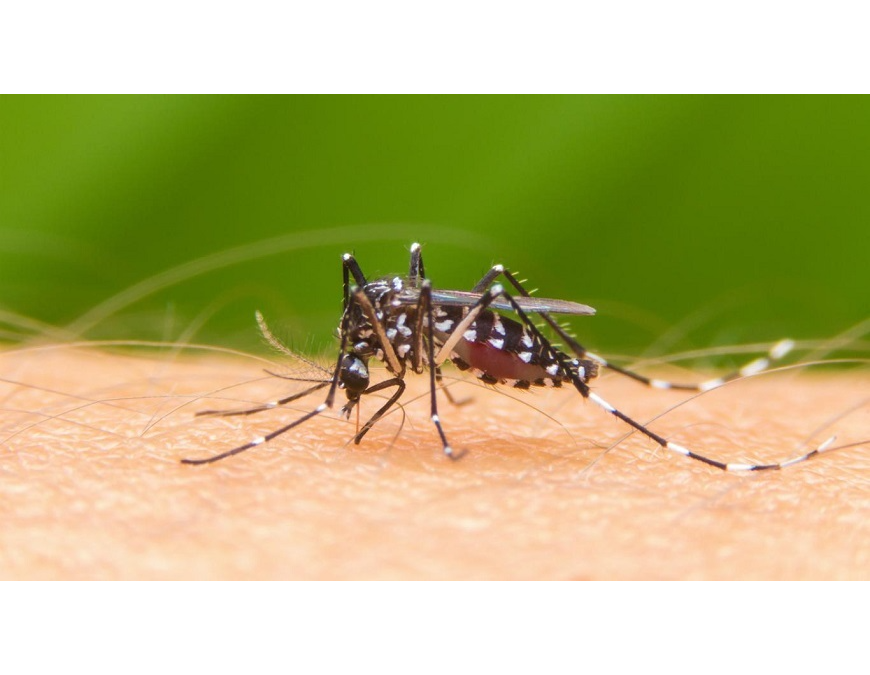 Ligero crecimiento de las arbovirosis